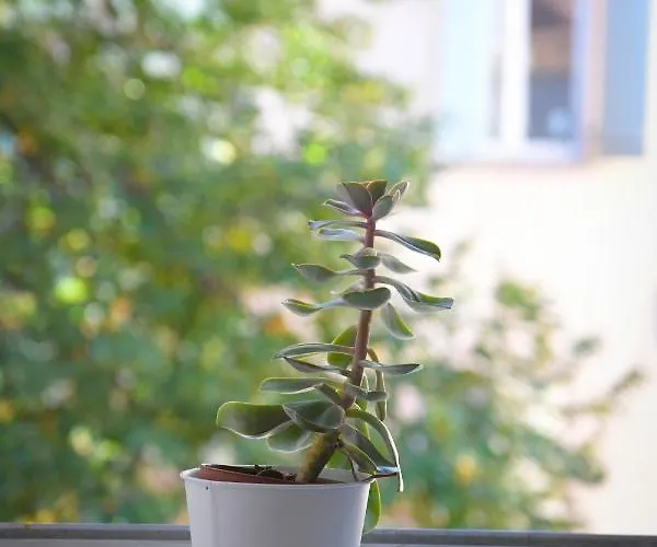 Chez Caroline Dans Un Havre De Verdure Et De Calme Couette-café